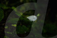 Oriental Psyche Butterfly During Monsoon  - Leptosia Nina - Animal India