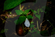 Oriental Psyche Butterfly During Monsoon  - Leptosia Nina - Animal India