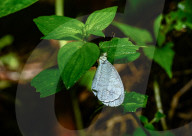 Oriental Psyche Butterfly During Monsoon  - Leptosia Nina - Animal India