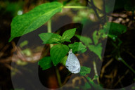 Oriental Psyche Butterfly During Monsoon  - Leptosia Nina - Animal India
