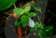 Oriental Psyche Butterfly During Monsoon  - Leptosia Nina - Animal India