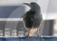Birds In Southend 