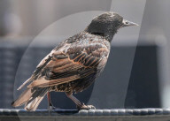 Birds In Southend 