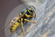 Eastern Yellowjacket Wasp