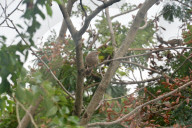 India Bird