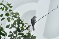 India Bird