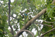 India Animal Bird