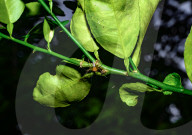 Lynx Spider (Oxyopes Sunandae) - Animal India 