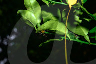 Lynx Spider (Oxyopes Sunandae) - Animal India 