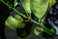 Lynx Spider (Oxyopes Sunandae) - Animal India 