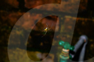 Lynx Spider (Oxyopes Sunandae) - Animal India 