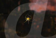Lynx Spider (Oxyopes Sunandae) - Animal India 