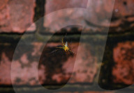 Lynx Spider (Oxyopes Sunandae) - Animal India 