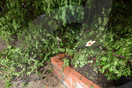 Large Tree Down During Severe Weather On Columbus Avenue And West 95th Street
