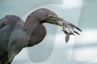 Bird Catches And Eats A Turtle