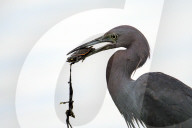 Bird Catches And Eats A Turtle