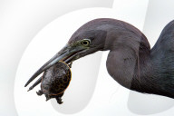 Bird Catches And Eats A Turtle