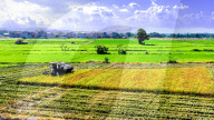 Early Rice Harvest in Yichun 
