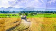 Early Rice Harvest in Yichun 