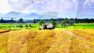 Early Rice Harvest in Yichun 