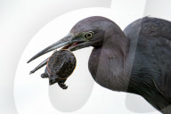 Bird Catches And Eats A Turtle