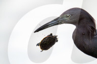 Bird Catches And Eats A Turtle