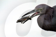 Bird Catches And Eats A Turtle