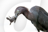Bird Catches And Eats A Turtle
