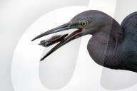Bird Catches And Eats A Turtle