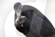 Bird Catches And Eats A Turtle