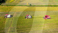 Early Rice Harvest in Yichun 