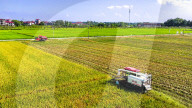 Early Rice Harvest in Yichun 