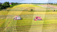 Early Rice Harvest in Yichun 