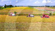 Early Rice Harvest in Yichun 