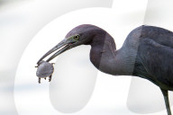 Bird Catches And Eats A Turtle