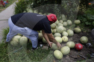 Production Of Crystallized Sweets In Santa Cruz Acalpixca, Xochimilco, Mexico City