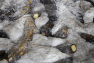 Production Of Crystallized Sweets In Santa Cruz Acalpixca, Xochimilco, Mexico City