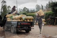 Harvesting Mustard Greens In Garut, Indonesia