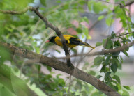 India Animal Bird