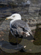 Birds In The Aeolian Islands