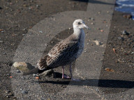 Birds In The Aeolian Islands