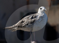 Birds In The Aeolian Islands