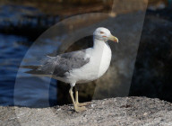 Birds In The Aeolian Islands