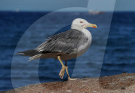 Birds In The Aeolian Islands