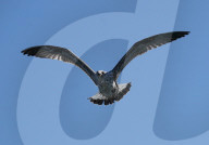 Birds In The Aeolian Islands
