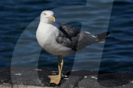 Birds In The Aeolian Islands