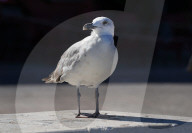 Birds In The Aeolian Islands
