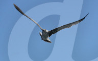 Birds In The Aeolian Islands