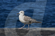 Birds In The Aeolian Islands