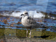 Birds In The Aeolian Islands